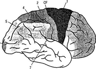 конвекситальные борозды. конвекситальные борозды. расширение субарахноидального пространства кт. конвекситальная поверхность мозга это. конвекситальные борозды расширены что это.